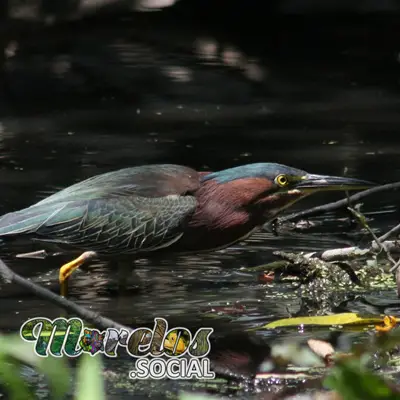 Fauna: Aves del estado de Morelos